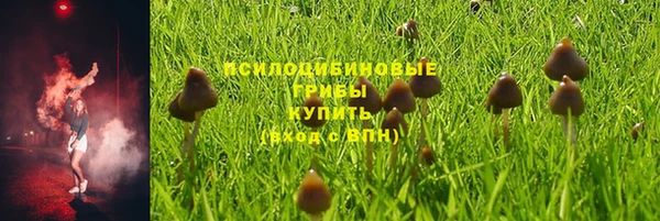 ПСИЛОЦИБИНОВЫЕ ГРИБЫ Дмитров