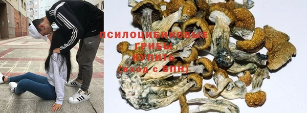 ПСИЛОЦИБИНОВЫЕ ГРИБЫ Дмитров